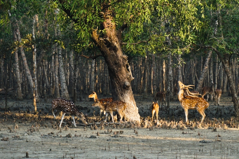 land, field, mammal, tree trunk, day, sundarban, vertebrate, animals in the wild, life, 2K, trunk, tourism, forest, deer, group of animals, tree, plant