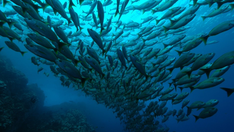 school, tourism, travel, underwater, fishes, 4K, tuna, Diving, Costa Rica, photography, Playa Flamingo