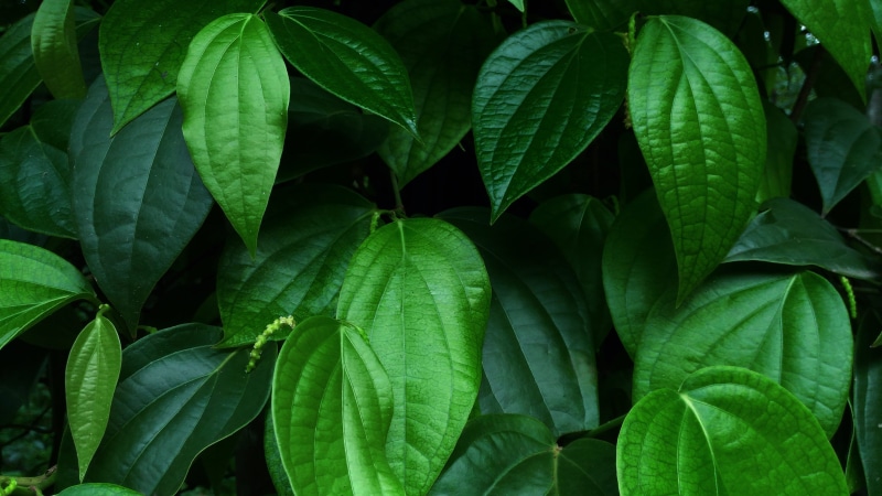 full frame, backgrounds, 4K, food, freshness, outdoors, leaf vein, green color, vulnerability, beauty in nature, tree, food and drink, leaf, growth, fragility