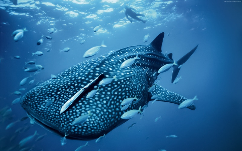 diving, Palau, travel, Philippines, tourism, Whale shark, 2K