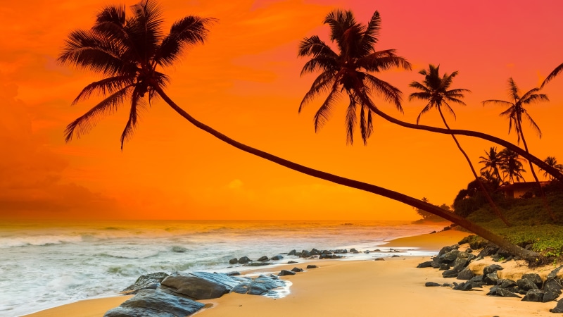 caribbean, arecales, 4K, tropics, palms, vacation, sea, sky, relaxing, negombo, horizon, palm tree, ocean, palm, beach, shore, summer, red sky, sunset