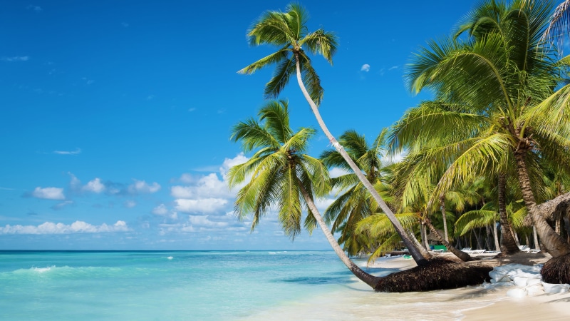 blue sky, tropics, isla saona, dominican republic, 4K, palm, turquoise colored, ocean, blue, day, vacation, plant, horizon over water, no people, beauty in nature