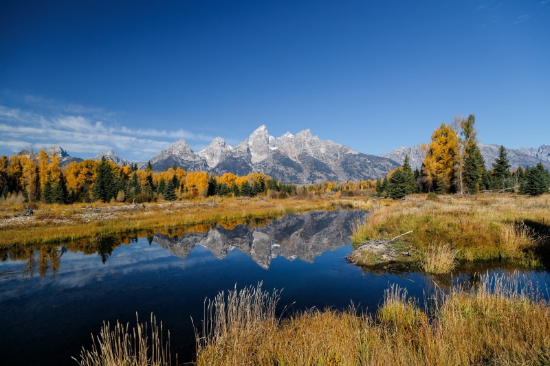 outdoors, North American Beaver, Trees, Water, yellow, blue, Autumn, 1080P, Snake River, Aspen, sky, Jan. 29, United States, Castor canadensis, Mountain