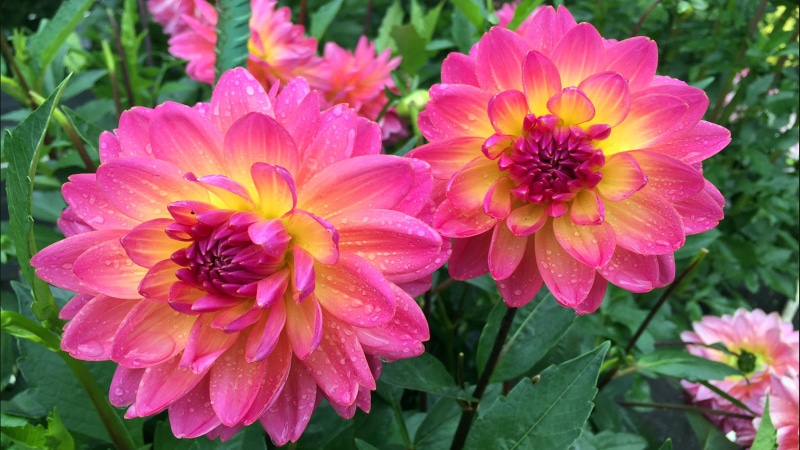 phones, dahlia, wet, desktop, 4K, plants, close-up, freshness, mobile, vulnerability, outdoors, pollen, growth, ultra, laptop, pink, flower head