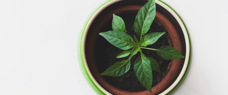 linux, 3440x1440 px, plants, technology, hd, x, px, minimalism, art, 2K