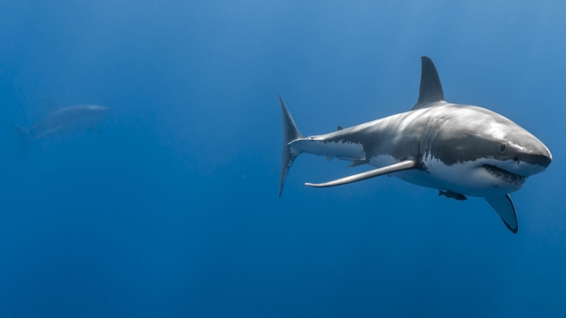 marine biology, underwater, shark, 4K, great white shark, fish, water