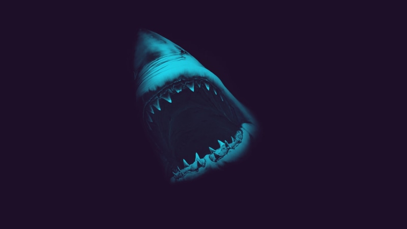 1080P, animal themes, animals in the wild, black background, fish, copy space, animal wildlife, shark, vertebrate, sea life, studio shot, blue, sea, underwater