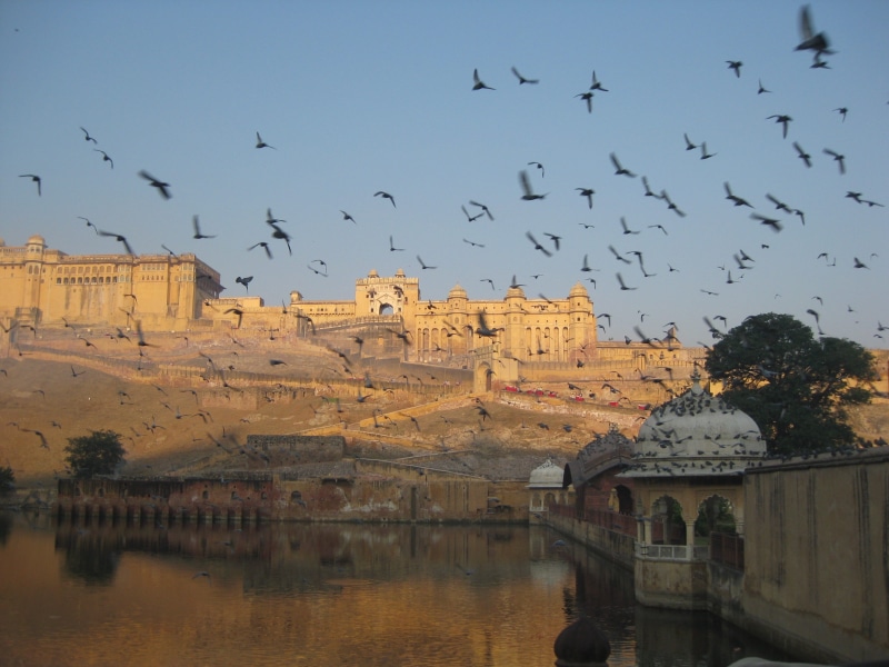 the past, nature, history, built structure, outdoors, rajasthan, jaipur, animal, architecture, large group of animals, amer fort, sky, flock of birds, group of animals
