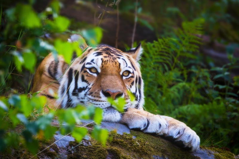 brown, vertebrate, animal, predator hunter, bokeh, my planet, lies, feline, amur tiger, animals in the wild, nature, big cat, carnivora, animal wildlife