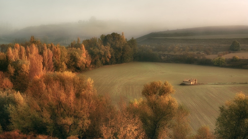 no people, leaf, birds eye view, fall, tree, plant, scenics - nature, landscape, environment, non-urban scene, 1080P, growth, day, tranquil scene, sky