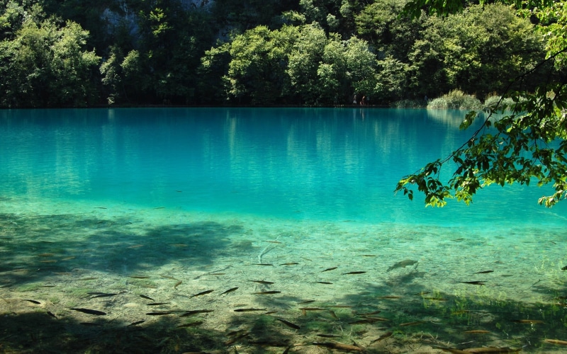 underwater, reflection, lake, animal wildlife, vertebrate, trees, tranquility, fish, turquoise colored, 2K, school, fishes, plant, nature, photography