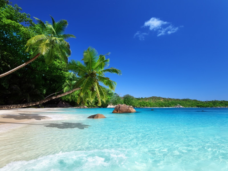 Trees, Coast, Paradise, Tropical, 2K, Sea, Beach, Sunshine, Palm