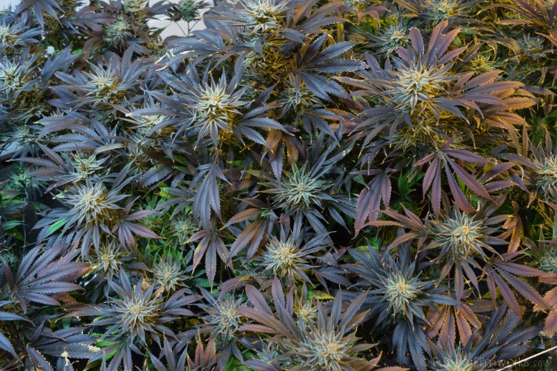 aeroponics, drug, freshness, ganja, beauty in nature, sativa, Marijuana, thc, Cannabis, medicine, outdoors, green, health, garden, backgrounds, Marihuana