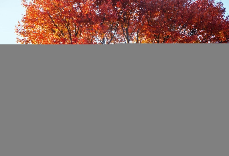 pretty-autumn, autumn-view, 4K, scenic, autumn, beautiful-autumn, scenic-autumn