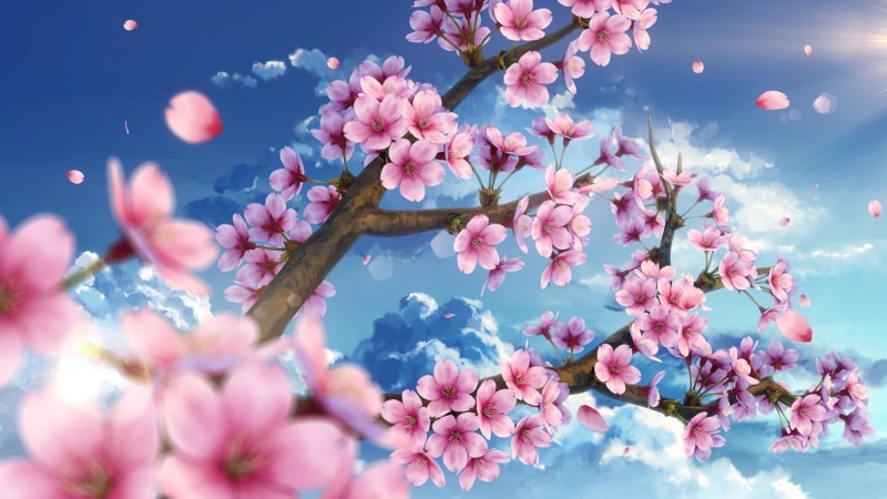 sakura, Anime, scenic, no people, pink color, plant, blossom, freshness, flowering plant, flower head, close-up, springtime, flower, cherry blossom, nature