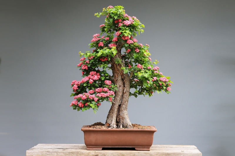 art, wall - building feature, bonsai, 4K, no people, horticulture, flowering plant, flower, outdoors, beauty in nature, vulnerability, freshness, growth