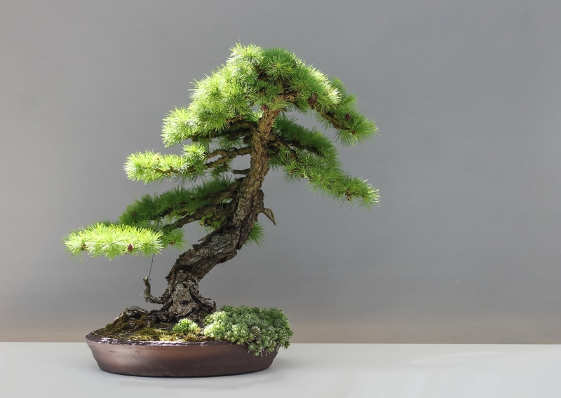 bonsai tree, japan, houseplant, leaf, bonsai, potted plant, green color, day, green, indoors, close-up, botany, no people, 4K, plant, wall - building feature