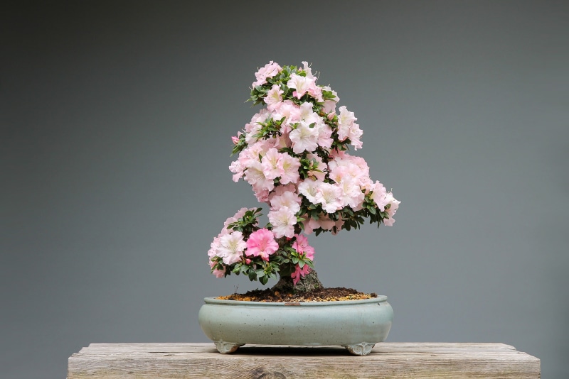 flower pot, beauty in nature, indoors, japan garden, table, rhododendron, 4K, bonsai tree, art, growth, azaleas, freshness, wood, inflorescence, flower arrangement