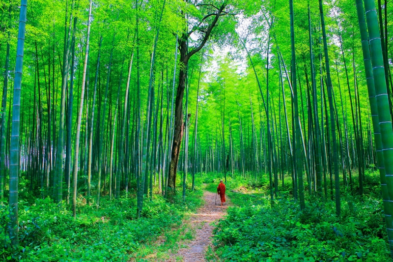 natural, day, trunk, beauty in nature, green color, woodland, non-urban scene, bhikkhu, tree trunk, forest, monk at bamboo forest, bamboo - plant, monk at nature