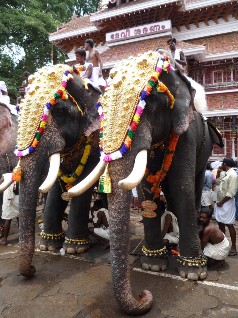 art and craft, indian, vertebrate, domestic, domestic animals, traditional, thrissur pooram, near, built structure, decoration, pets, hindu, temple, 1080P