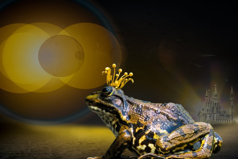 turn, nature, animals, creativity, sunlight, composing, frog, vertebrate, frog prince, magic, mysticism, animal, no people, close-up, sculpture, side view