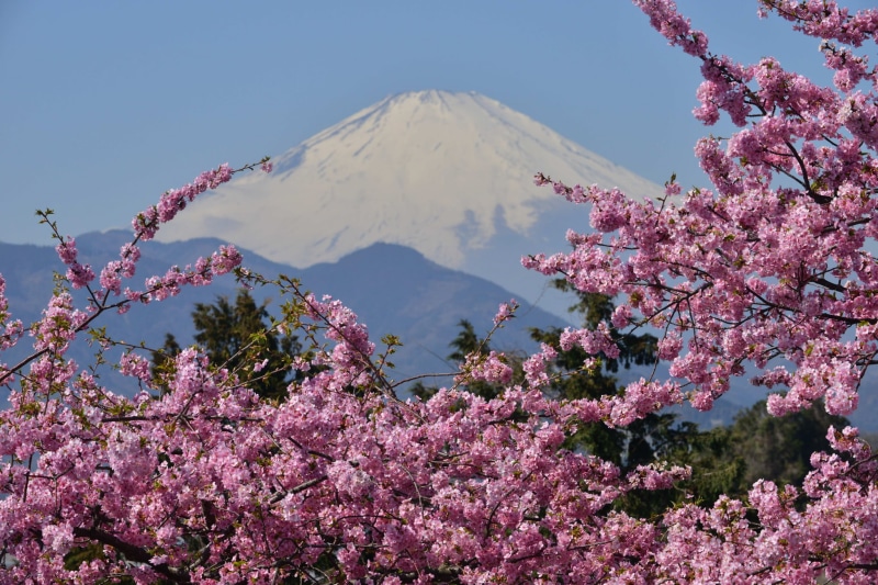 1080P, freshness, landscape, Fuji, sky, scenics - nature, pink Color, outdoors, vulnerability, mt Fuji, springtime, snow, Sakura, nature, the volcano