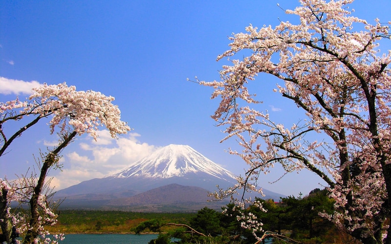 spring, lake, Japan, nature, mt, 1080P, tranquility, cherry tree, tree, snowcapped mountain, snow, Sakura, day, mountain, Fuji, flowering plant, branch