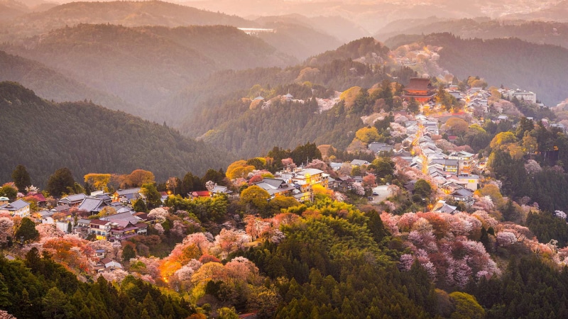 trees, Sakura, spring, 1080P, mountains, Japan, flowering