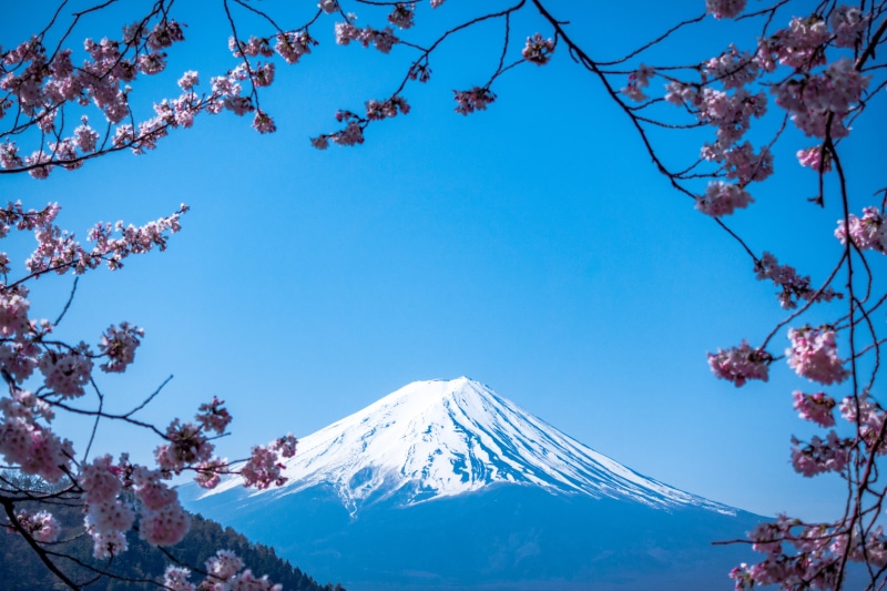 spring, flower, blossom, fuji, cherry blossom, springtime, clear sky, snow, view, beauty in nature, day, scenics - nature, 5K, winter, mountain, branch