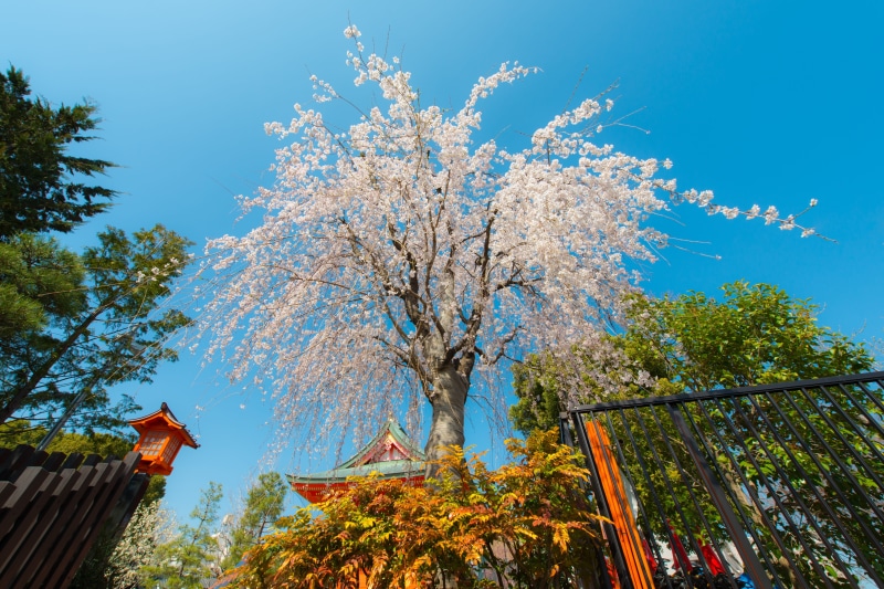 Tokyo, spring, travel, no people, autumn collection, petal, architecture, growth, park, white, seasonal, sunlight, pink, flower, fresh, change, Spring