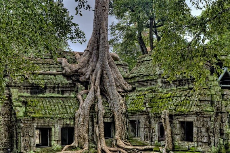 day, tourism, tourist, low angle view, angkor, worship, trunk, siem riep, s, the past, 2K, tropical, tree, wat, built structure, nature, siem, no people