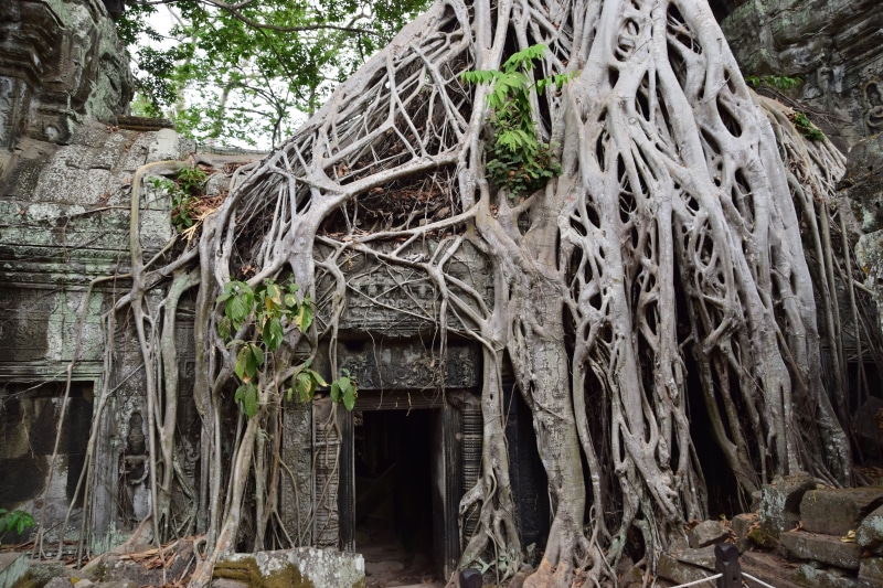 no people, indiana jones, old, plant part, history, lara croft, ruins, day, growth, place of worship, religious, ancient civilization, ta Prohm Temple