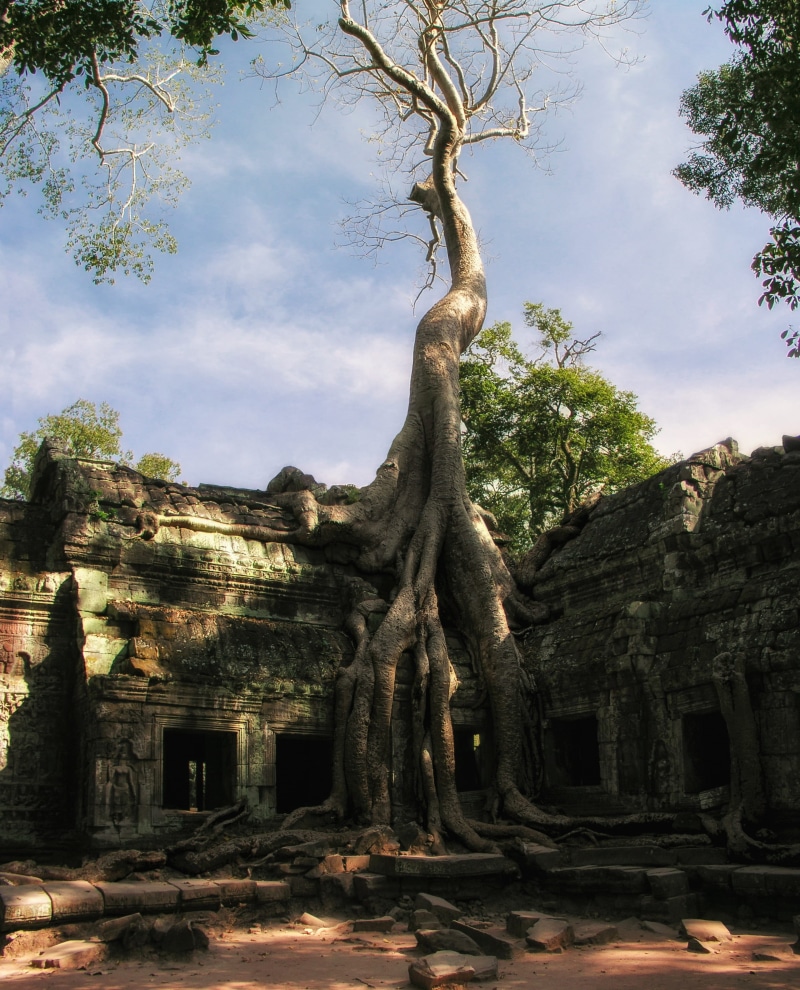 building, asia, jungle, ta prohm, place of worship, cambodia, nature, angkor wat, belief, outdoors, hinduism, sculpture, architecture, prohm, assembly