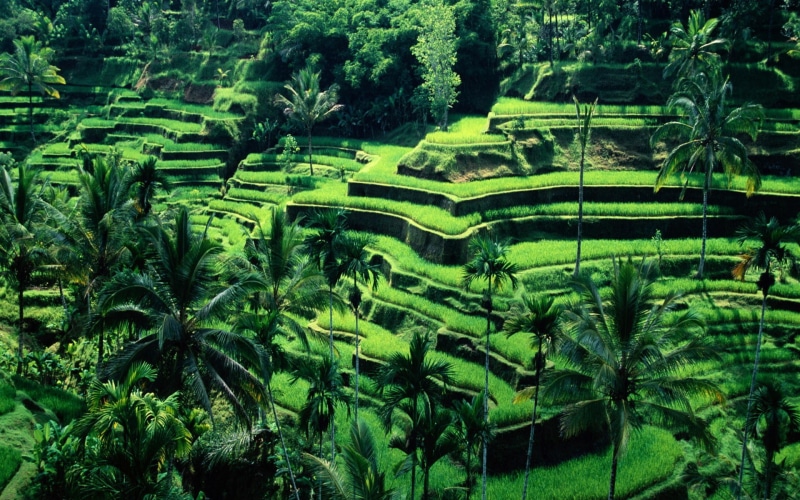 1080P, plantation, terraced field, land, tranquility, terrace, beauty in nature, plant, rice - cereal plant, no people, scenics - nature, green color