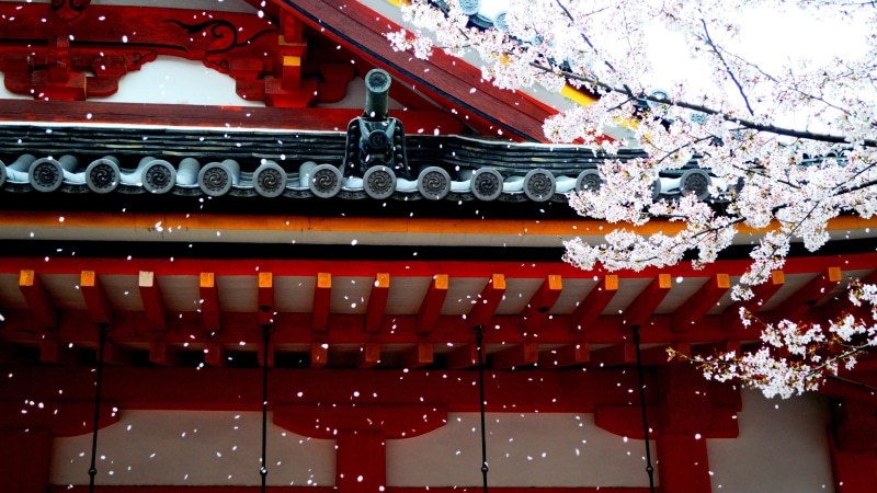 flower, shrine, 4K, architecture, shinto shrine, landmark, spring, japan, sakura, red, building, springtime, cherry blossom, facade
