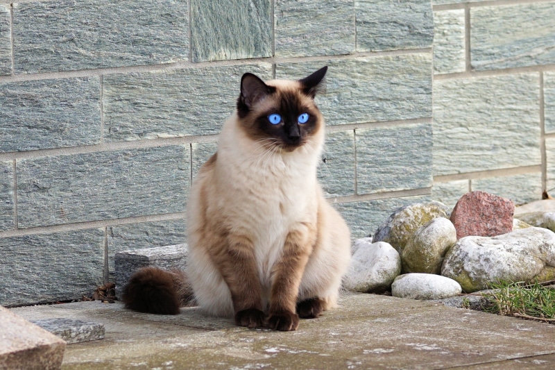 cat, kitten, siam, cat portrait, fur, whisker, 1080P, sitting, solid, stone wall, no people, stones, domestic cat, day, himalayan, wall, portrait, domestic