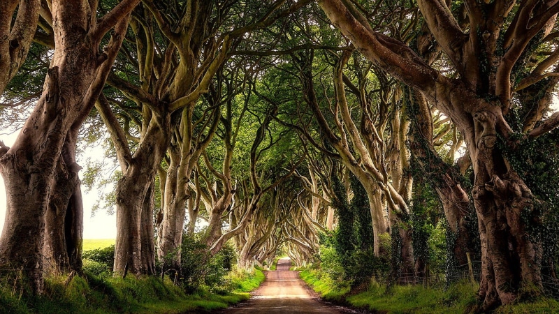 road, northern ireland, ireland, 1080P, the dark hedges, stranocum, vegetation, tree alley, united kingdom, europe, path, tree, nature