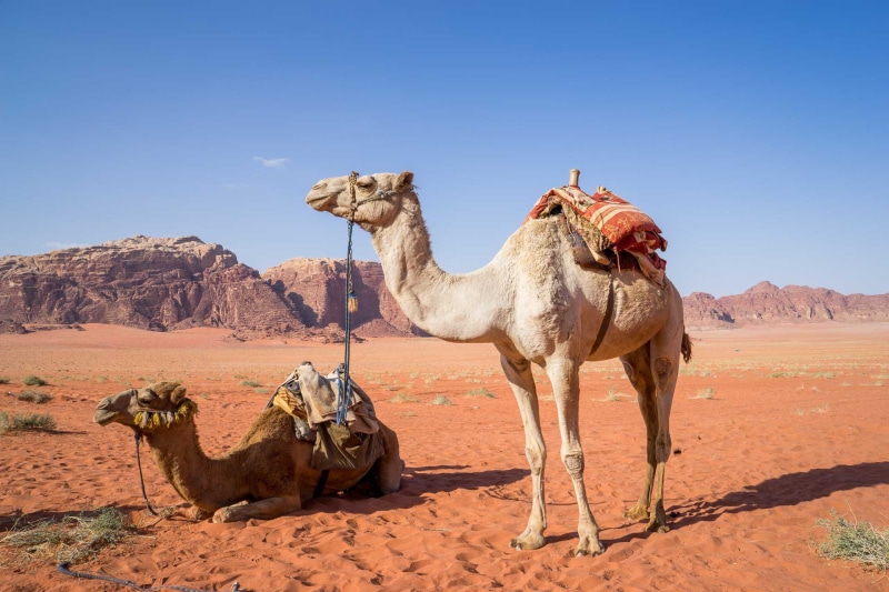 wadi rum, arid climate, arabia, herbivorous, working animal, mammal, pets, white, sahara Desert, near, land, outdoors, scenics, animal, brown, domestic animals