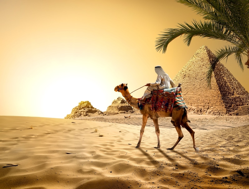 palm tree, Bedouin, tourist, sunset, sunlight, animal themes, nature, persian Gulf Countries, dubai, africa, heat - Temperature, herbivorous, beauty In Nature
