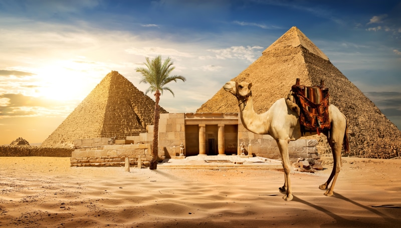 camel, sand, 5K, the sky, stones, Egypt, pyramid, the sun, Cairo, desert, Palma