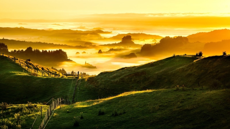 mist, scenics - nature, grass, cloud - sky, morning, land, trees, tranquility, nature, hills, environment, idyllic, plant, clouds, sun, field, sky, New Zealand