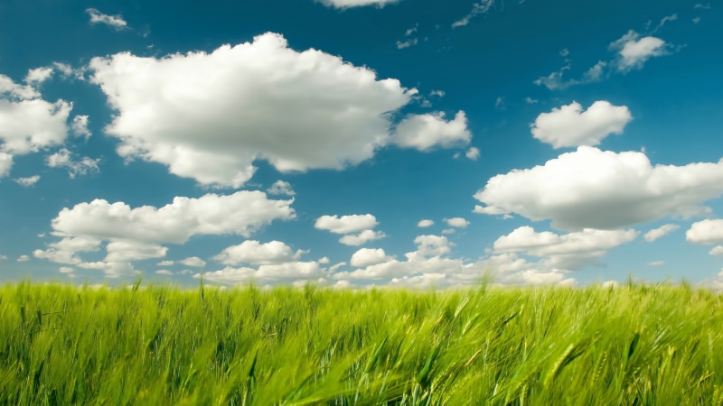 plant, environment, 4K, green color, agriculture, land, grass, tranquil scene, sky, tranquility, growth, landscape, rural scene, plants, clouds, field
