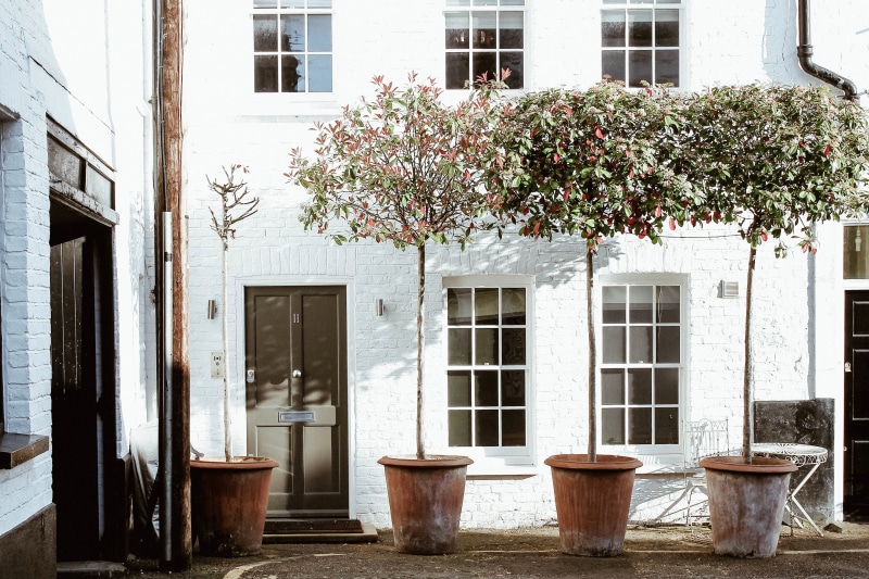 entrance, aesthetics, 4K, tree, growth, flower, house, no people, nature, art, facade, plant, home, old-fashioned, four, apartment, window, building, building exterior