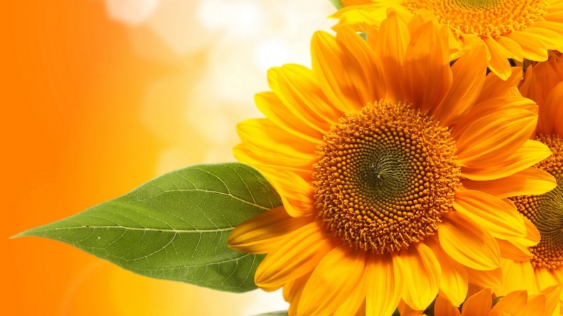 freshness, yellow, fragility, leaf, growth, pollen, nature, beautiful nature  for desktop background 1920x1080, orange color, flower head, flowering plant