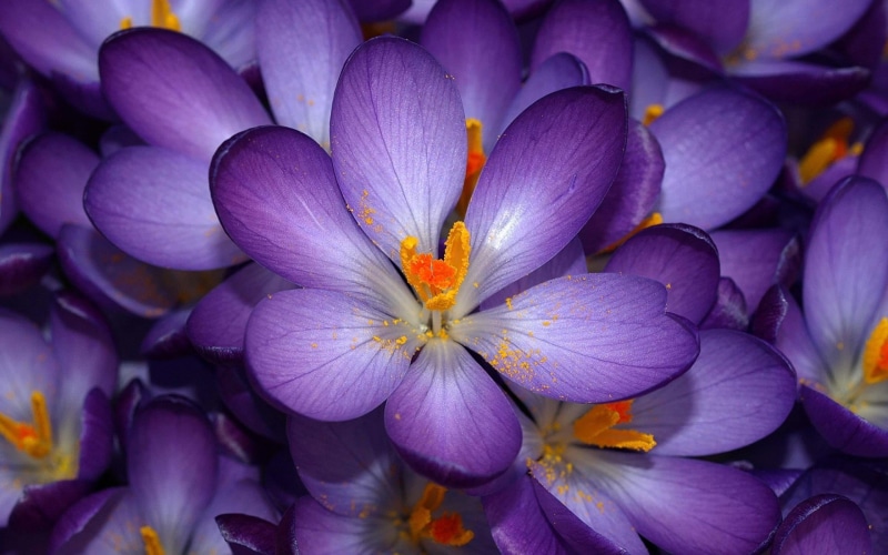 flower Head, 1080P, tilt, lens, photography, plant, yellow, flower, nature, beauty In Nature, close-up, purple, petal