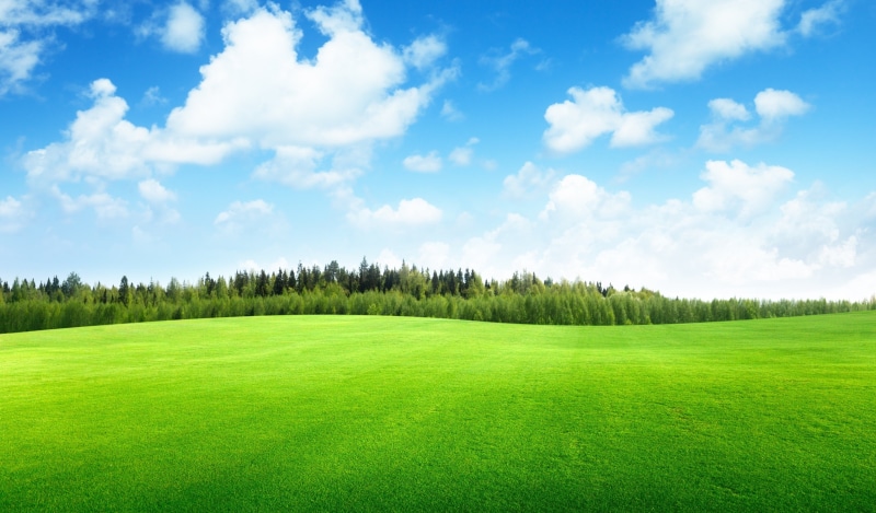 field, 4K, beautiful, landscape, nature, clouds, trees, sky, grass