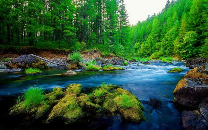  green, 2K, hd, pine, forest, nature, rock, river, beautiful