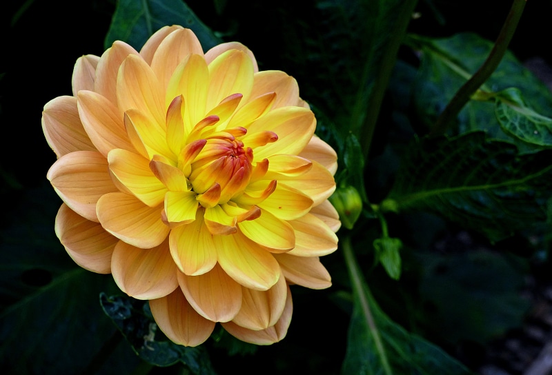 flower, yellow, 4K, photos, red, petal, nature, Dahlia, Lumix FZ1000, close-up, plant, beauty In Nature, flower Head