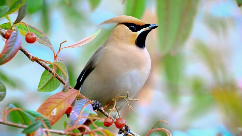nature, beautiful, lovely, 1080P, berries, bird