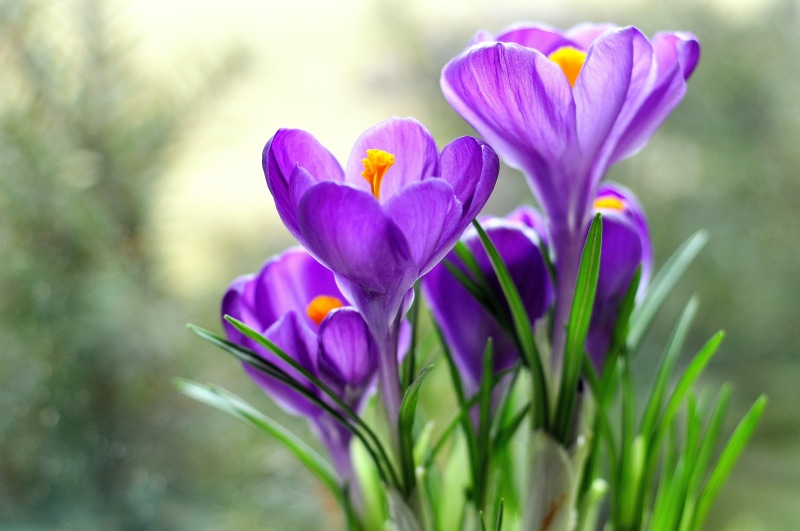 tulip, season, purple, springtime, crocus, plant, bunch, flowers, 4K, flower, beauty In Nature, close-up, nature